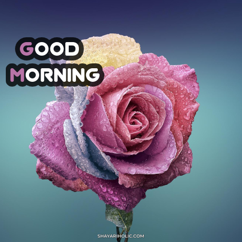 flower-good-morning-images