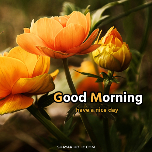 good-morning-images-beautiful