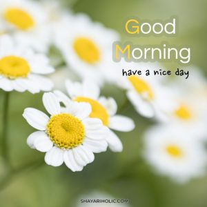 249+ Beautiful Good Morning Images & Wishes - 2023