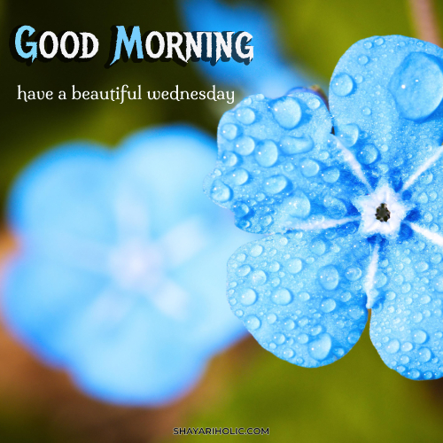 beautiful-good-morning-wednesday-images