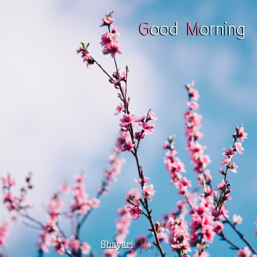 good-morning-images-beautiful