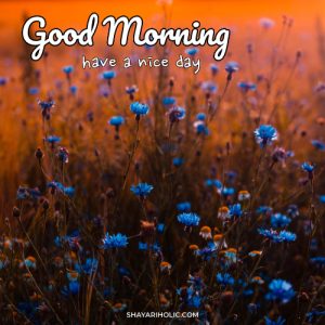 249 Beautiful Good Morning Images Wishes 2023   Good Morning Images Flower 300x300 