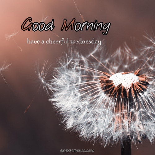 happy-wednesday-good-morning-images
