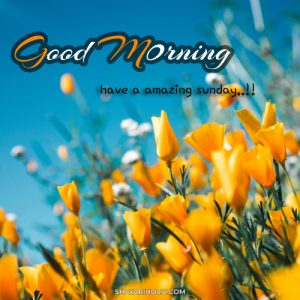 249+ Beautiful Good Morning Images & Wishes - 2023